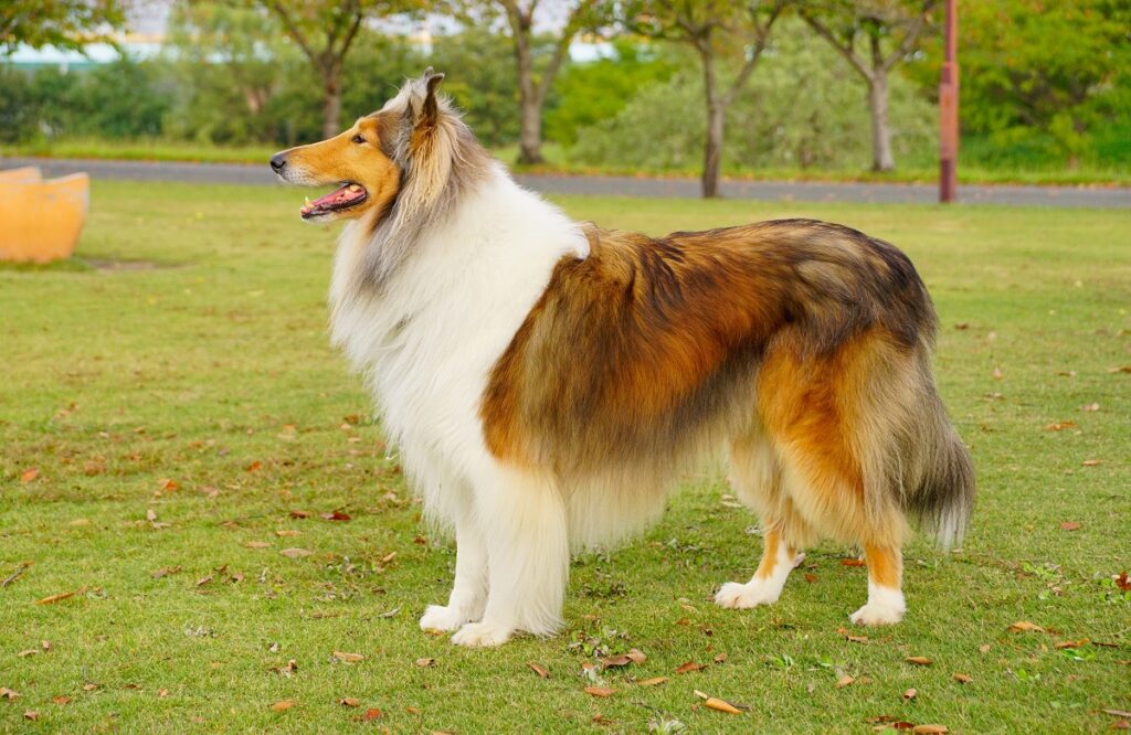 long haired dog breeds large