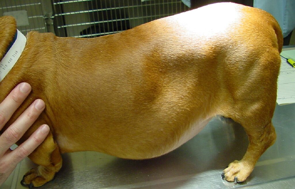 Cushing's Disease
