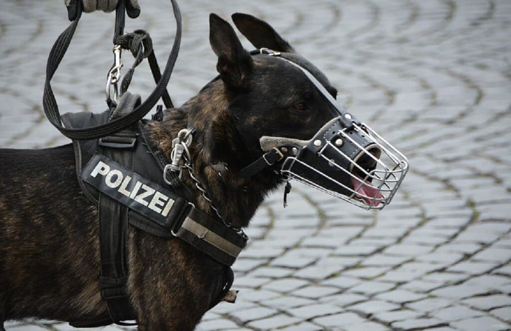 Types of dogs used for 2024 police work