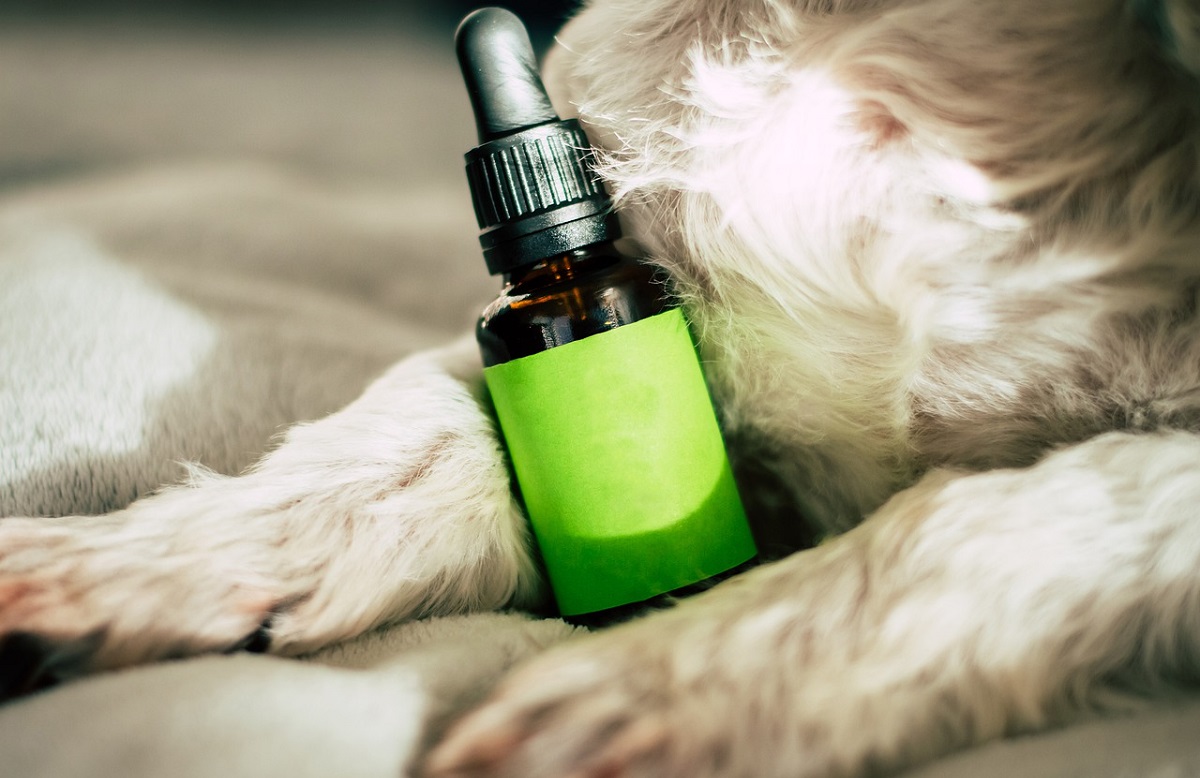 Can Humans Take Pet CBD Oil? Expert Guidance & Helpful Tips - Difference Between Pet Cbd And Human Cbd