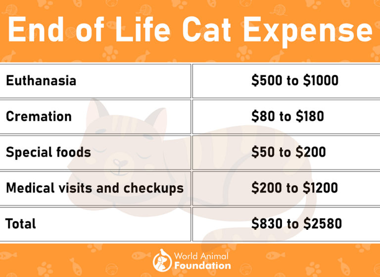 How Much Does A Cat Cost? Guide To Cat's Overall Expenses