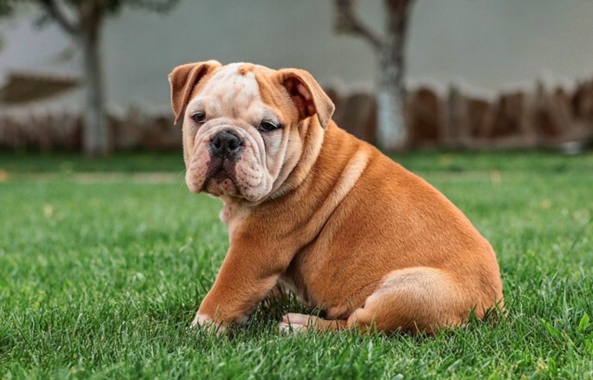15 Most Expensive Dog Breeds In 2024 Doggy AList