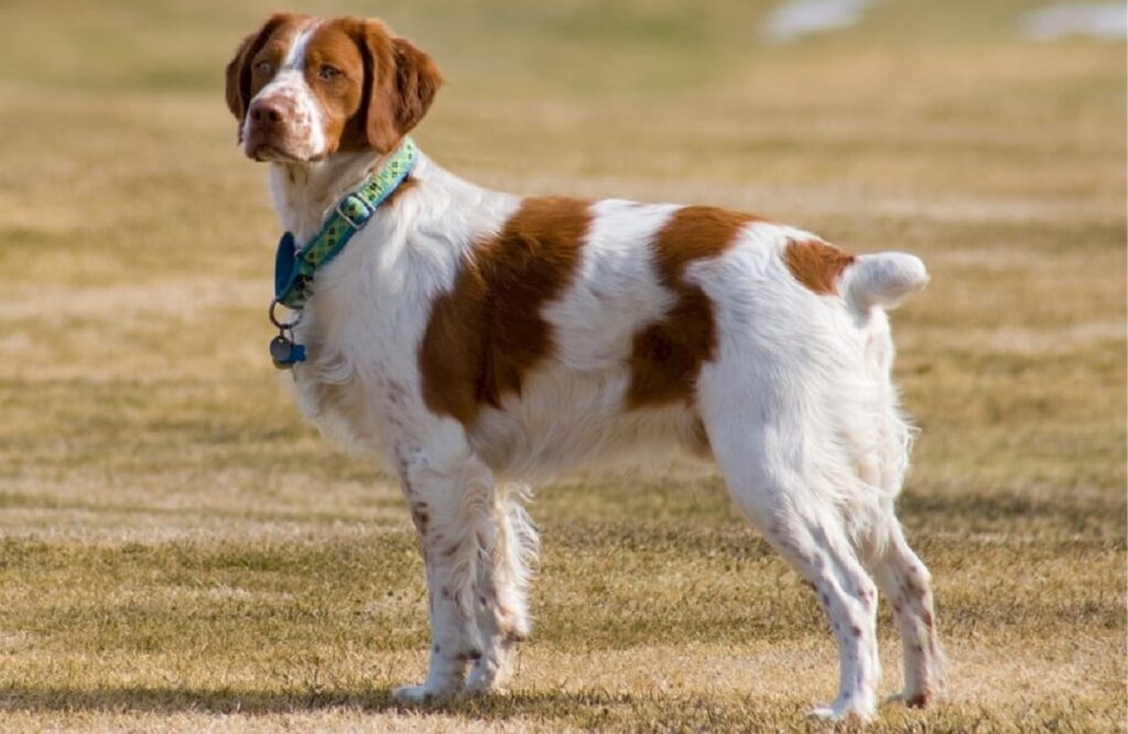 13 Most Intelligent Dog Breeds Revealed