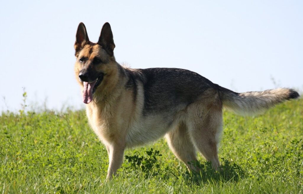 https://worldanimalfoundation.org/wp-content/uploads/2023/09/German-Shepherd-2-1024x657.jpg