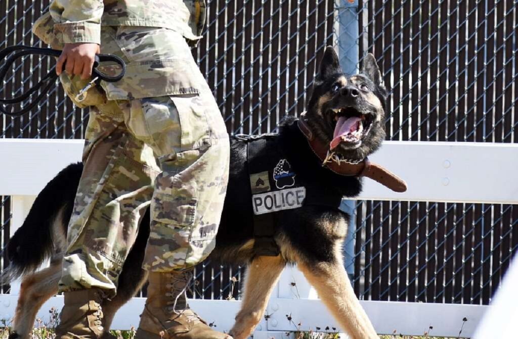 best police dog breeds