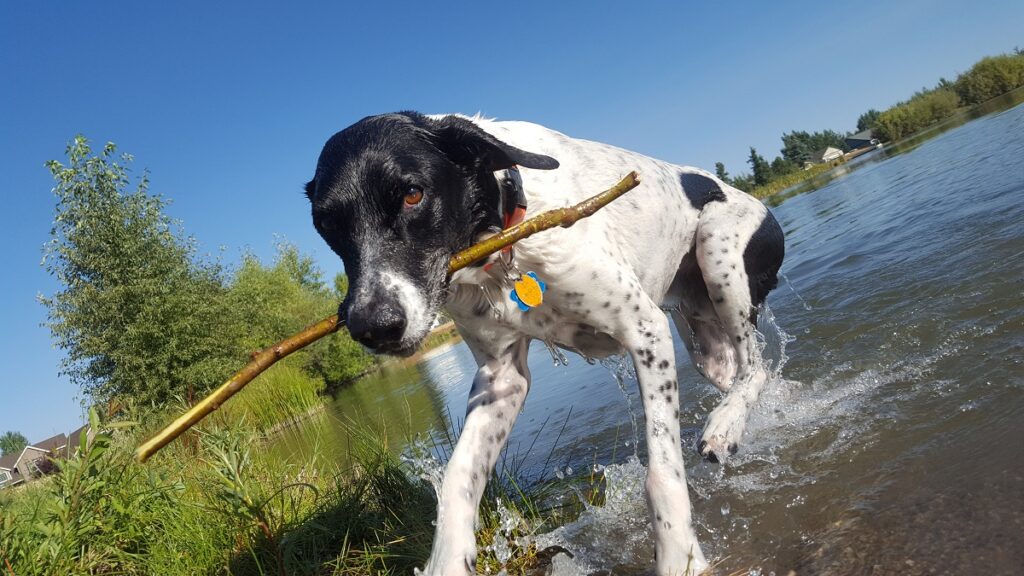 https://worldanimalfoundation.org/wp-content/uploads/2023/09/German-Shorthaired-Pointer-1024x576.jpg