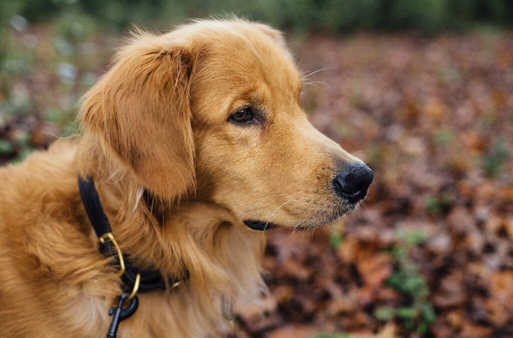 https://worldanimalfoundation.org/wp-content/uploads/2023/09/Golden-Retriever-1-1024x674.jpg