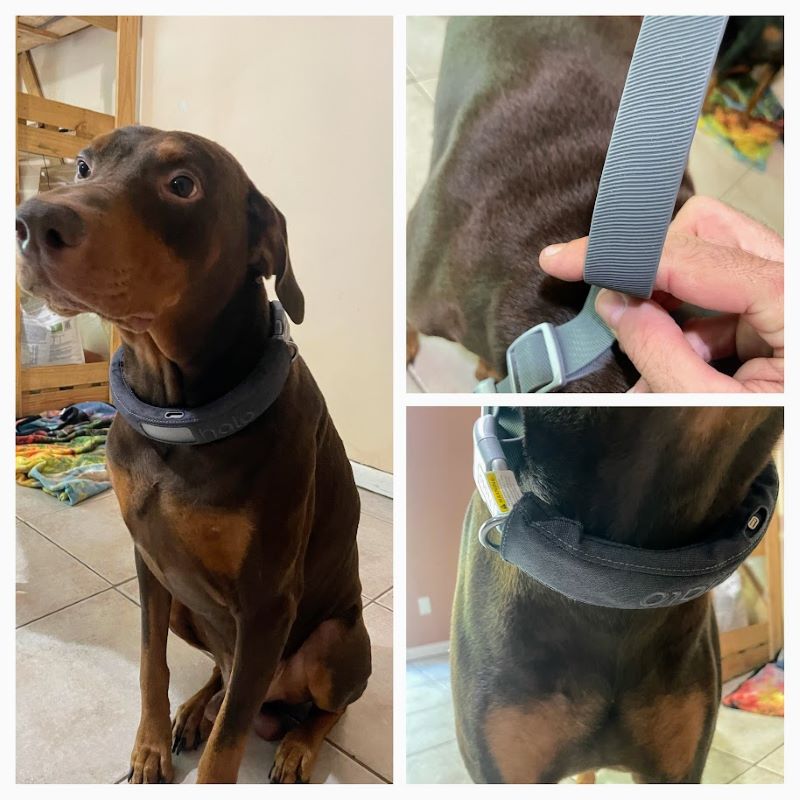 wireless dog fence collar