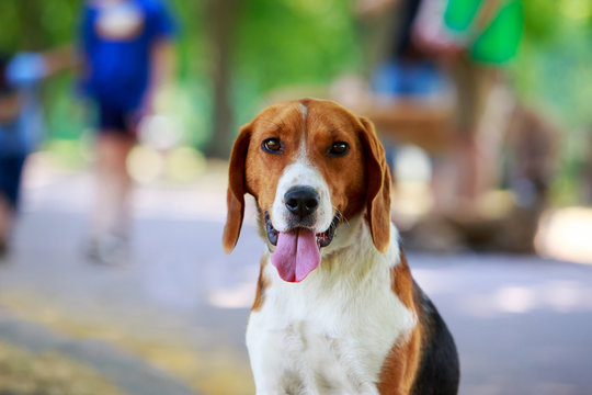 breed of hound dog