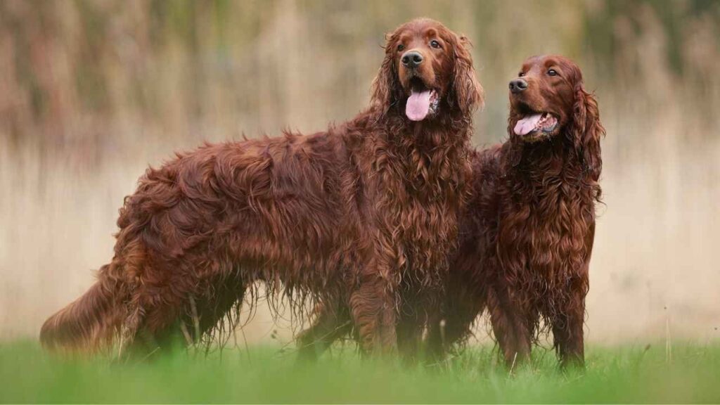 long haired dogs large
