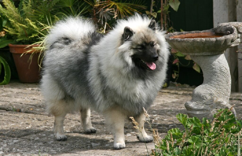 https://worldanimalfoundation.org/wp-content/uploads/2023/09/Keeshond-1024x660.jpg