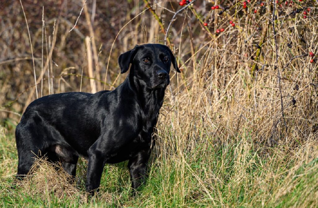 Dogs with best sale black coats