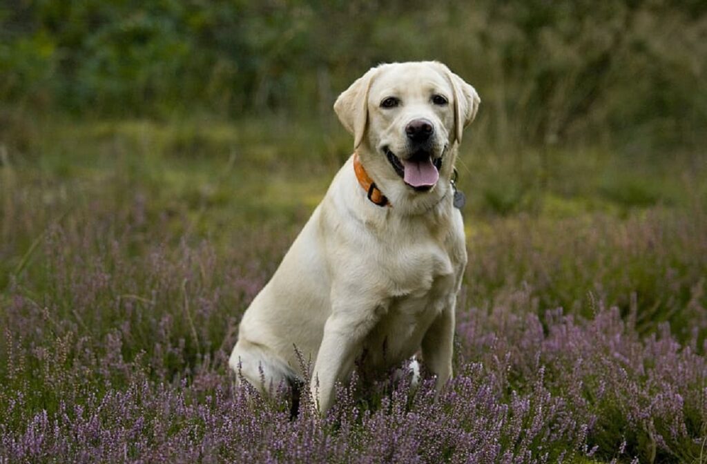 https://worldanimalfoundation.org/wp-content/uploads/2023/09/Labrador-Retriever-2-1024x672.jpg