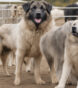 Livestock guardian breeds
