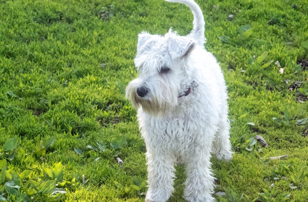 https://worldanimalfoundation.org/wp-content/uploads/2023/09/Miniature-Schnauzer-1024x672.jpg