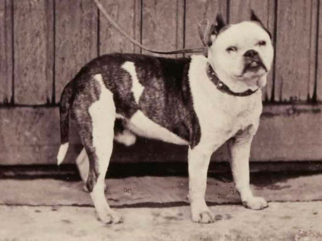 Old english clearance bulldog extinct