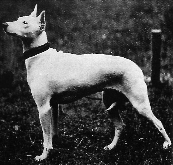 natural dog breeds