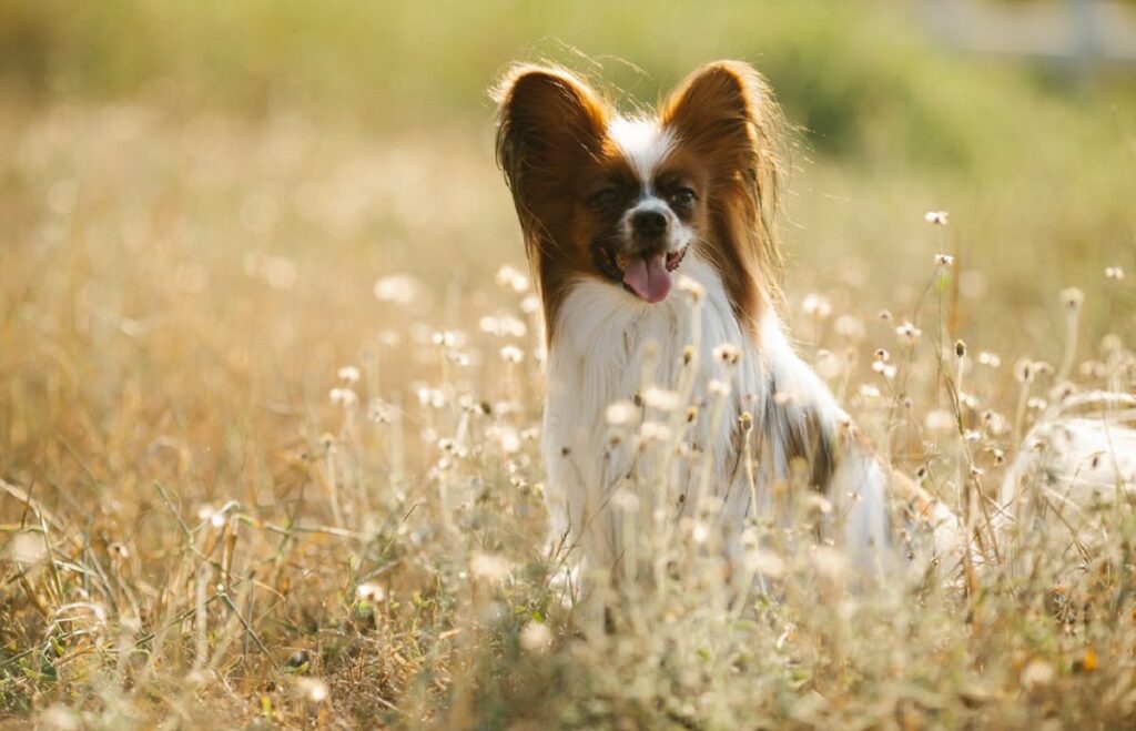 https://worldanimalfoundation.org/wp-content/uploads/2023/09/Papillon-1-1024x659.jpg