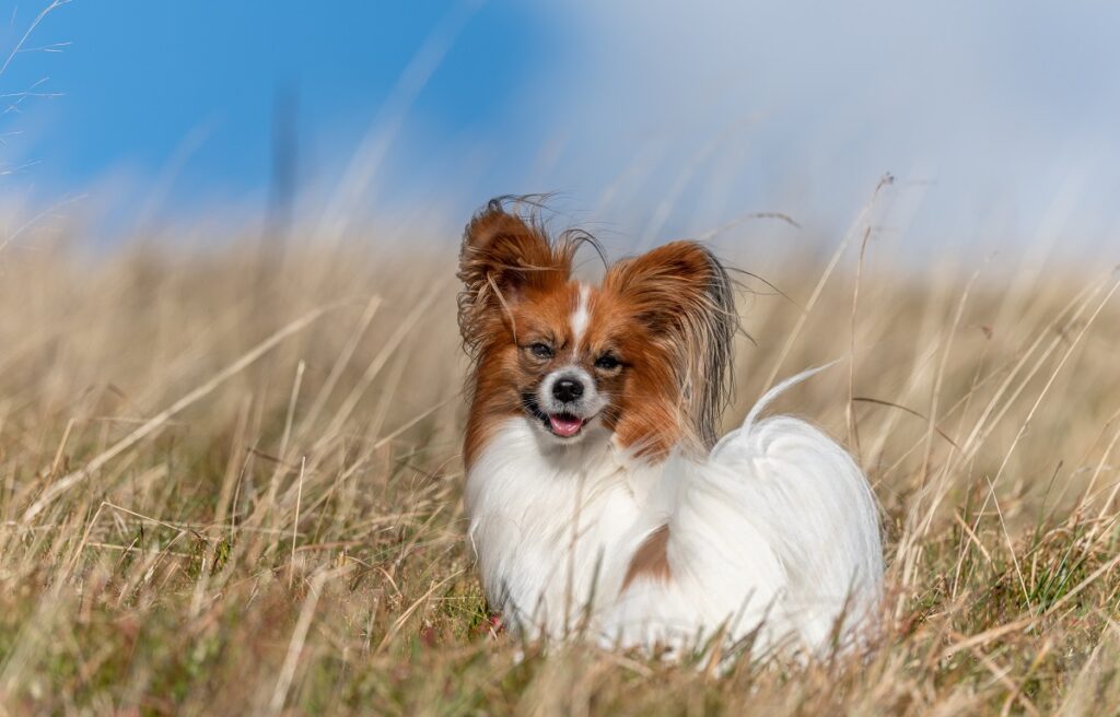 Karl papillon clearance puppies