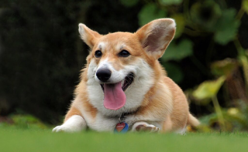 https://worldanimalfoundation.org/wp-content/uploads/2023/09/Pembroke-Welsh-Corgi-1024x627.jpg