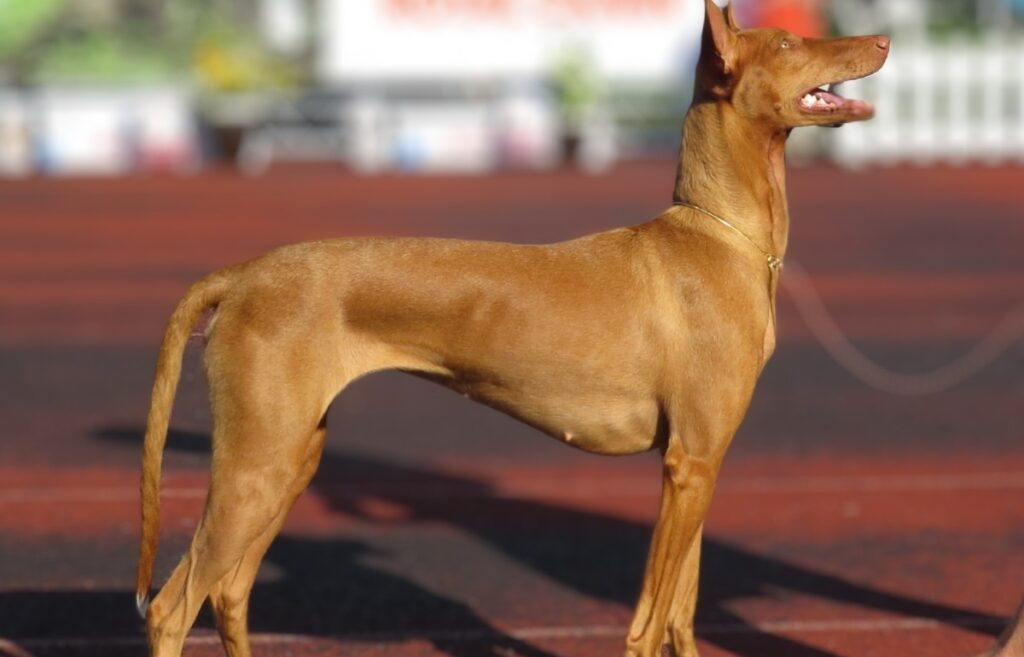 15 Most Expensive Dog Breeds In 2024: Doggy A-List