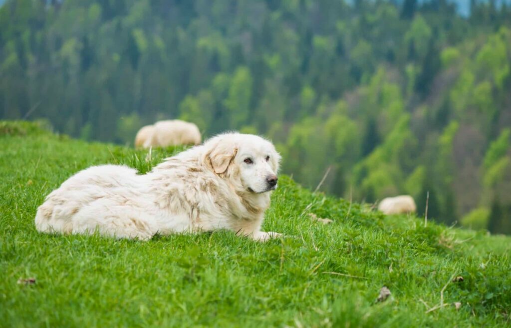 Polish highland hot sale sheepdog