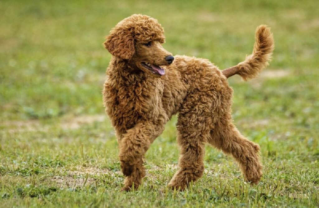 Poodle smartest best sale dog breed