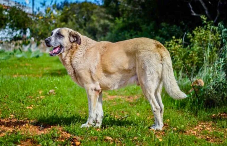 Top 19 Livestock Guardian Breeds - Nature's True Protectors!