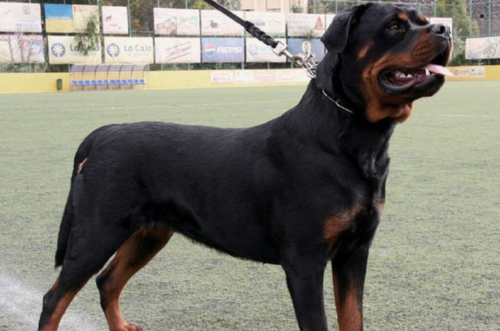 https://worldanimalfoundation.org/wp-content/uploads/2023/09/Rottweiler-1-1024x679.jpg