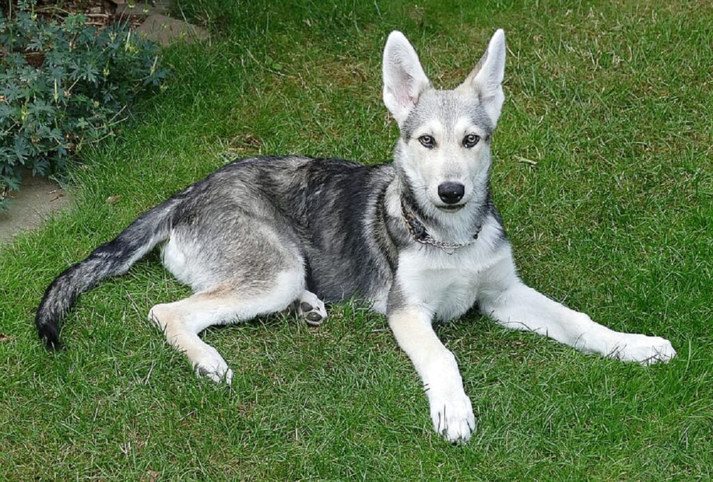 Grey wolf best sale german shepherd mix