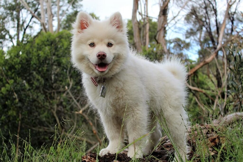 https://worldanimalfoundation.org/wp-content/uploads/2023/09/Samoyed-1024x682.jpg