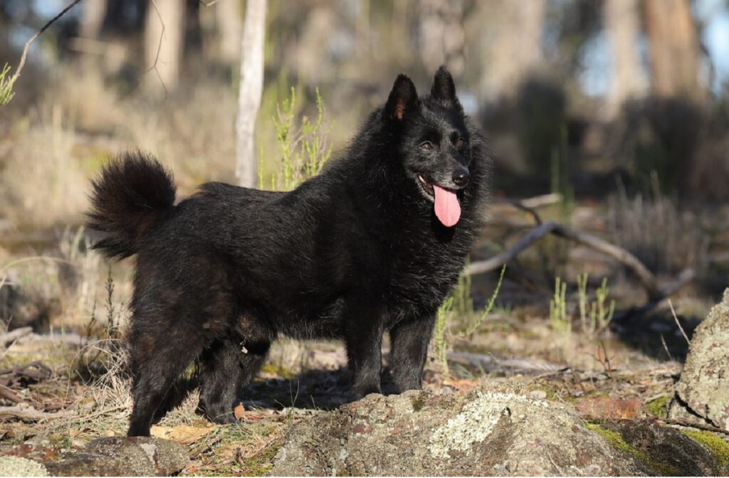 https://worldanimalfoundation.org/wp-content/uploads/2023/09/Schipperke-1024x672.jpg