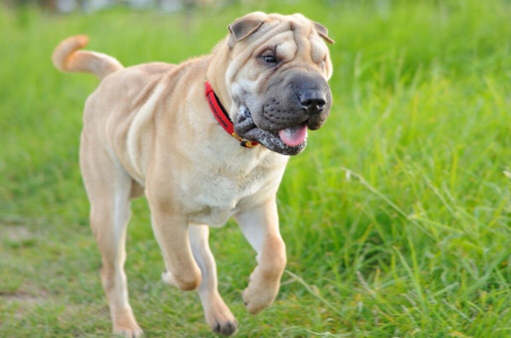 Asian best sale wrinkled dog