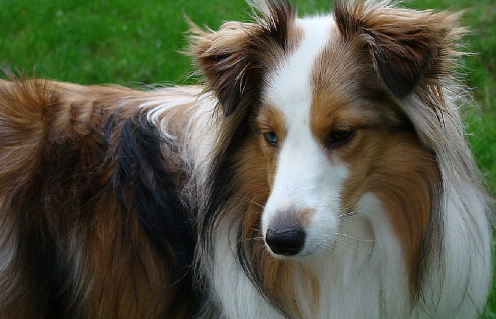 Border Collie Trained to Recognize 1,022 Nouns Dies - The New York Times