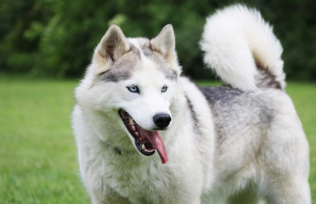 Big fluffy husky store dog