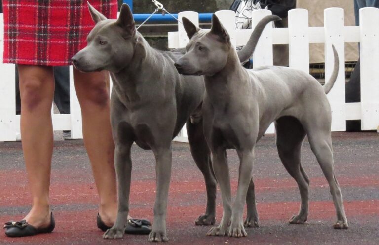 Assiab Ridgback 19 Asian Dog Breeds - Celebrating Canine Treasures Of The East