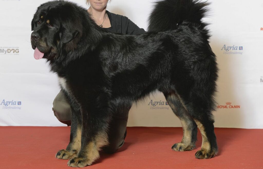 Giant store fluffy dogs