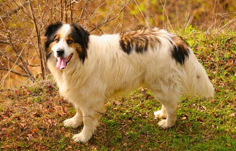 Top 19 Livestock Guardian Breeds - Nature's True Protectors!