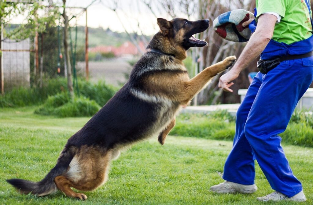 How To Train An Aggressive Dog Don’t Quit Before Reading It