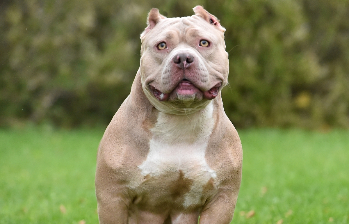 american bully xl size