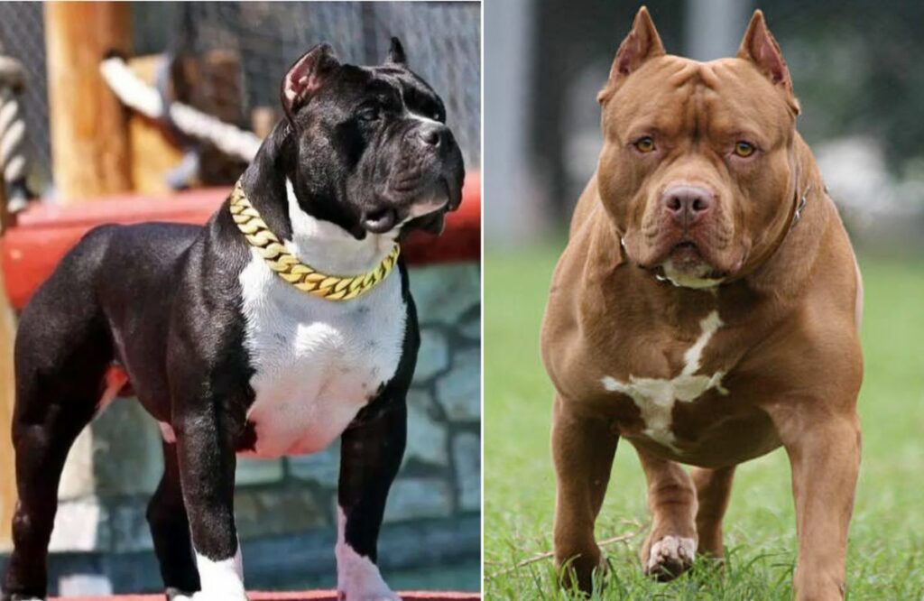 Dangerous pitbull in the hot sale world