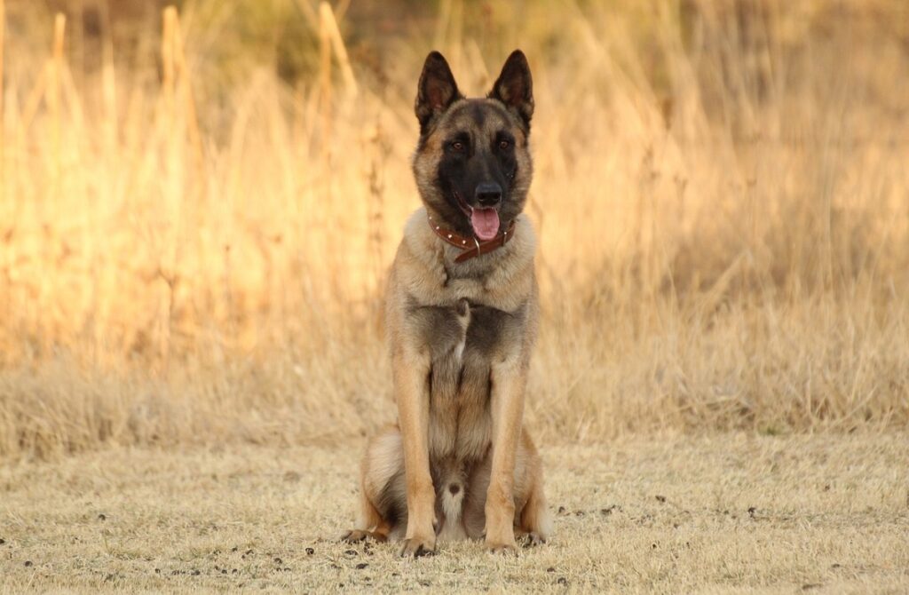 army dog breeds
