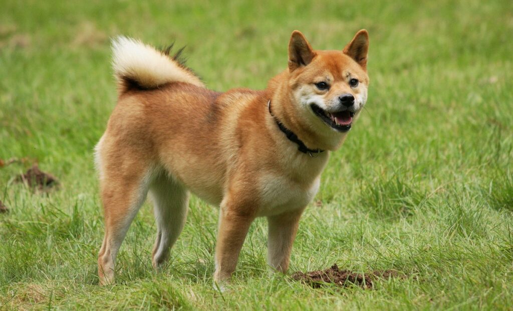 19 Asian Dog Breeds Celebrating Canine Treasures Of The East