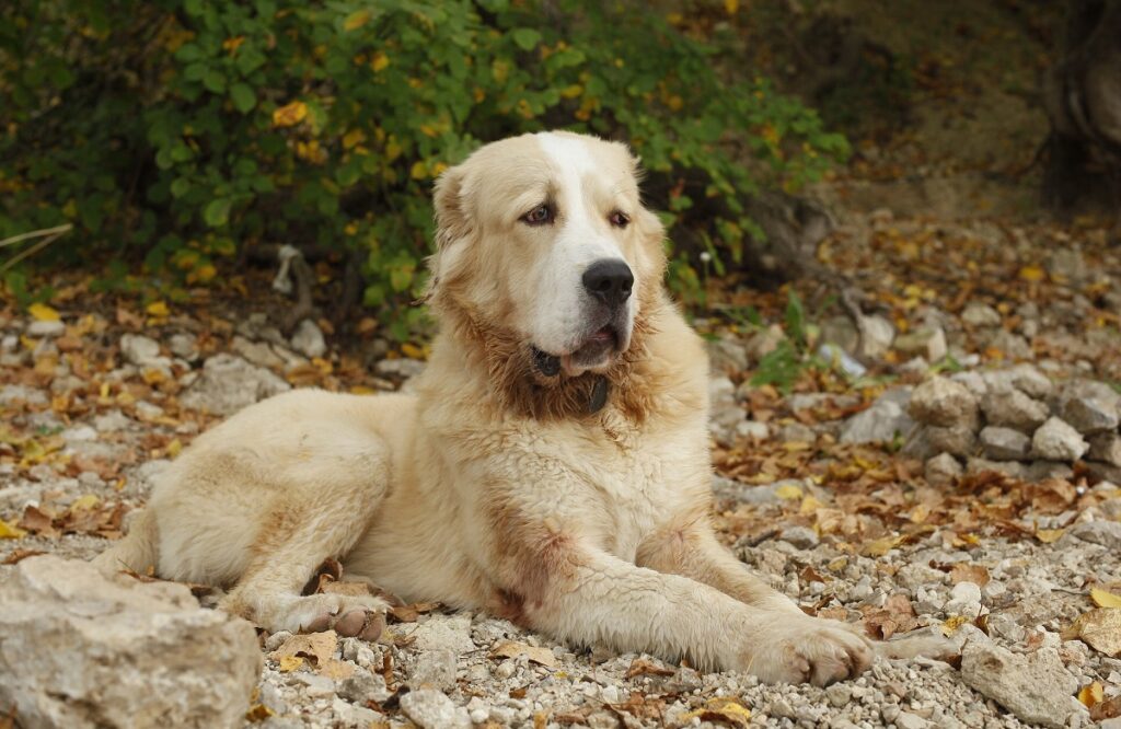 Central Asian Shepherd Dog Mom Gifts Central Asian Shepherd 