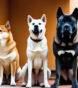 asian dogs