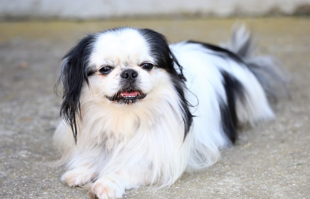 Small breed of store dog from asia