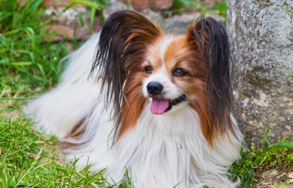 12 Posh English Dog Breeds From Across the Pond