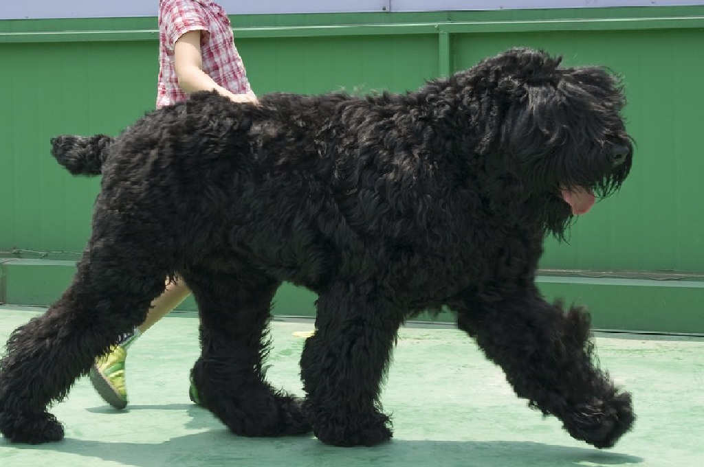 Big black shaggy dog breeds best sale