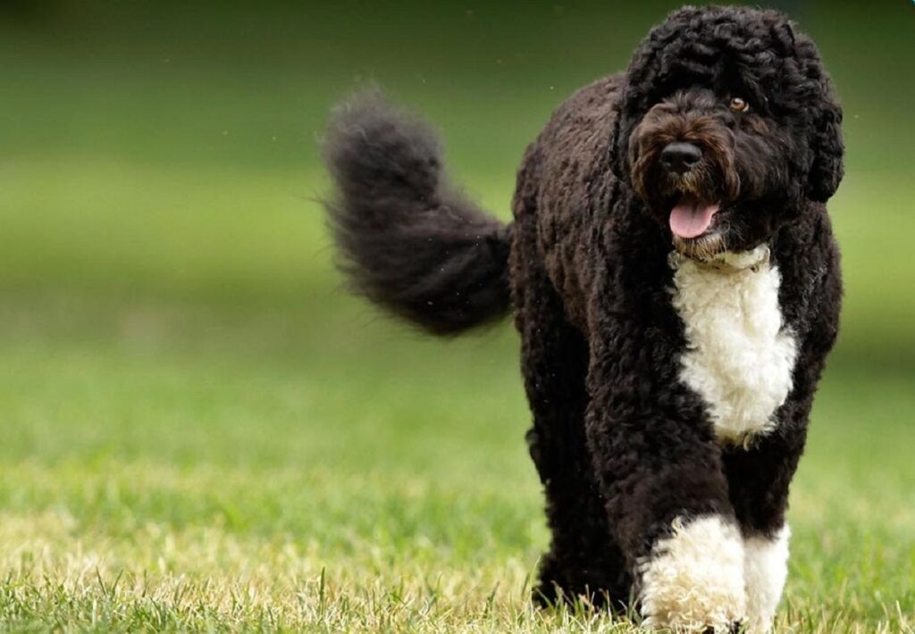 Fluffy black store and white dog