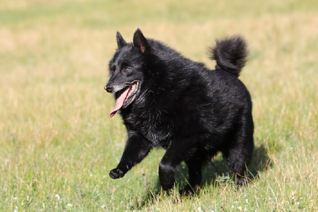 Large black dog breeds best sale short hair